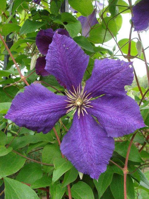 Clematis x jackmanii 'Superba' fleur